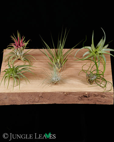 Tillandsia Set