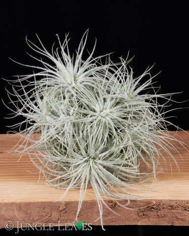 Tillandsia tectorum Clump