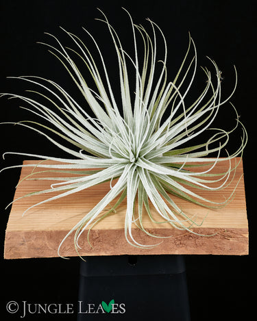Tillandsia tectorum 'Wide Form'