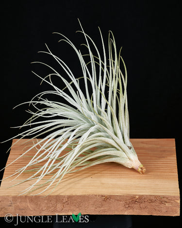 Tillandsia tectorum 'Wide Form'