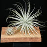 Tillandsia tectorum 'Wide Form'