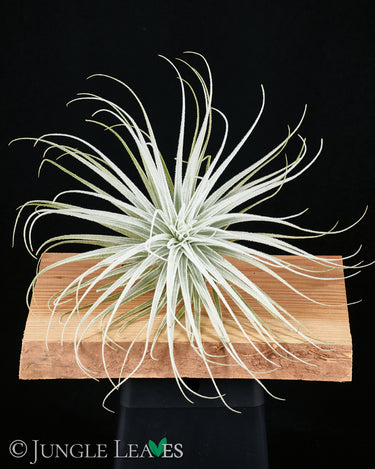 Tillandsia tectorum 'Wide Form'