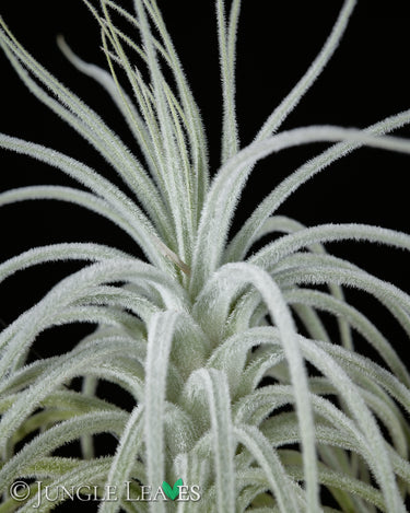 Tillandsia tectorum 'Caulescent Form'