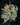 Tillandsia tricholepis