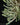 Tillandsia tricholepis