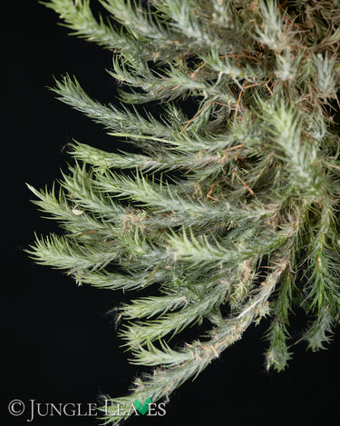 Tillandsia tricholepis