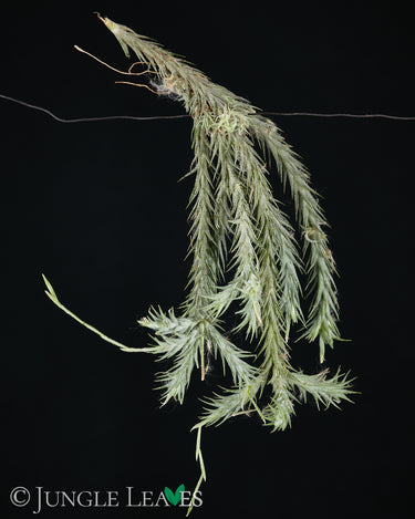 Tillandsia tricholepis