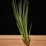 Tillandsia tricolor (Syn. melanocrater)
