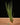 Tillandsia tricolor (Syn. melanocrater)