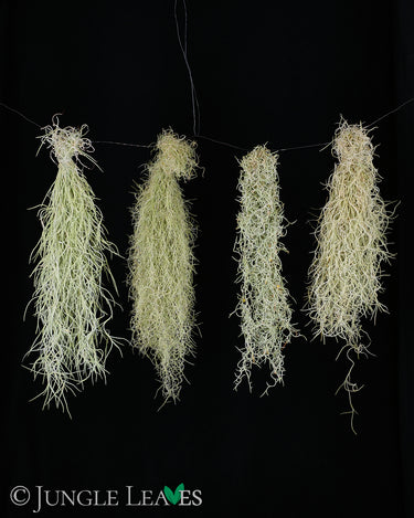 Tillandsia usneoides (Standard, Fine, Curly, Soft)
