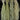 Tillandsia usneoides (Standard, Fine, Curly, Soft)