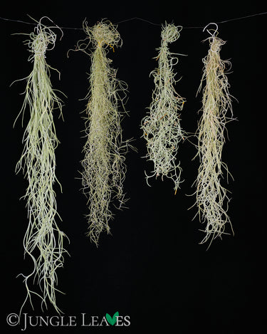 Tillandsia usneoides (Normal, Fine, Curly, Soft)