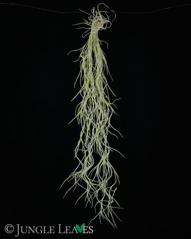 Tillandsia usneoides 'StandardForm'
