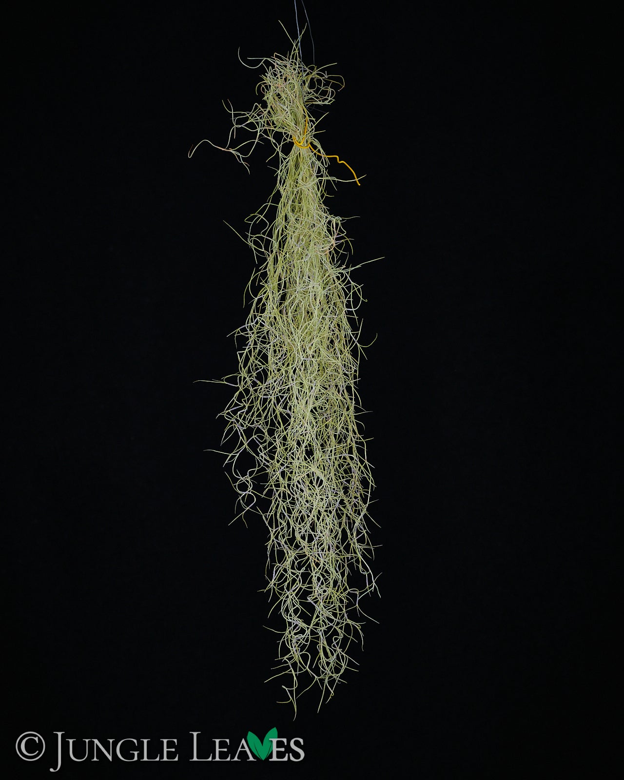 Tillandsia usneoides (Louisianamoos)