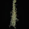Tillandsia usneoides 'Curly Form'
