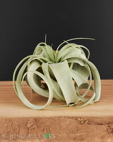 Tillandsia xerographica L (2)