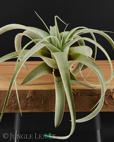 Tillandsia xerographica M