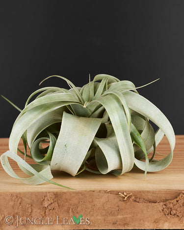 Tillandsia xerographica