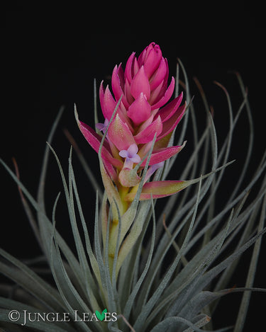 Tillandsia 'Super Silver'
