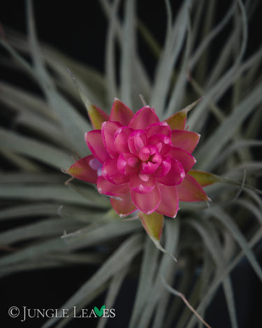 Tillandsia 'Super Silver'