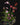 Tolumnia Jairak Rainbow Mix