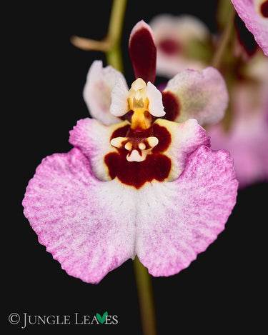 Tolumnia Jairak Rainbow Mix