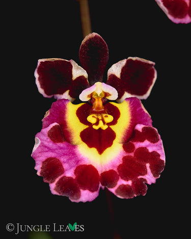 Tolumnia Jairak Rainbow Mix