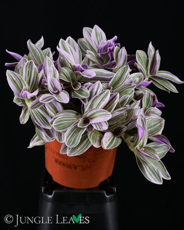 Tradescantia 'Nanouk'