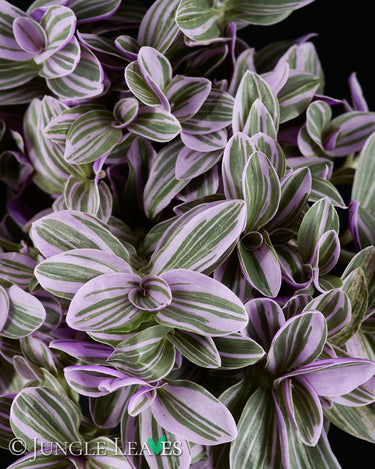 Tradescantia 'Nanouk'