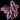 Tradescantia 'Pink Paradise'