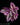 Tradescantia 'Pink Paradise'