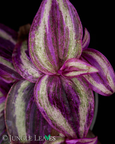 Tradescantia 'Pink Paradise'