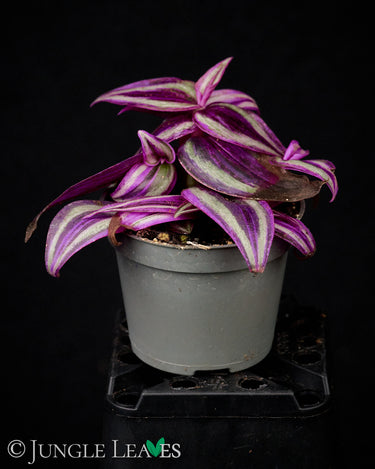 Tradescantia 'Pink Paradise'