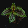 Triolena pustulata