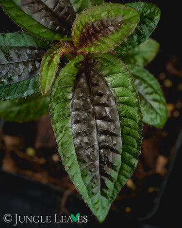 Triolena pustulata