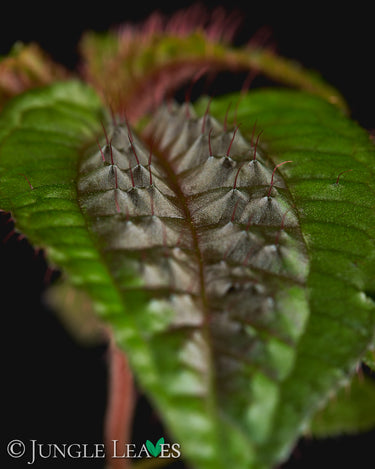 Triolena pustulata
