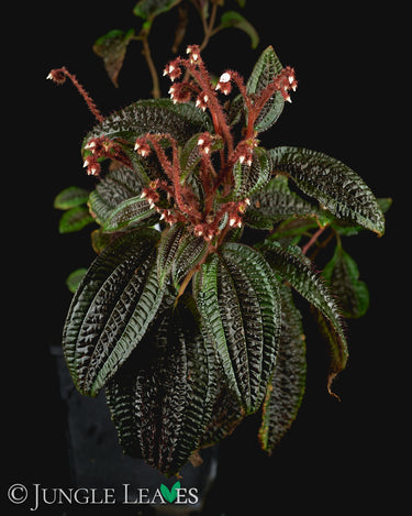 Triolena pustulata
