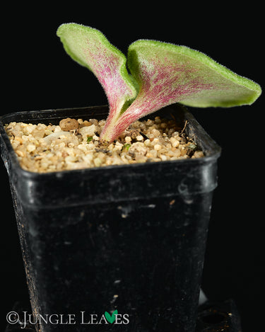 Tylecodon singularis