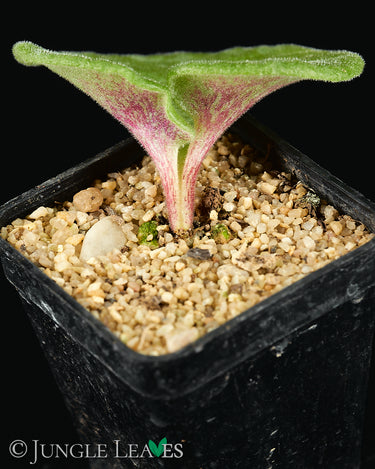 Tylecodon singularis