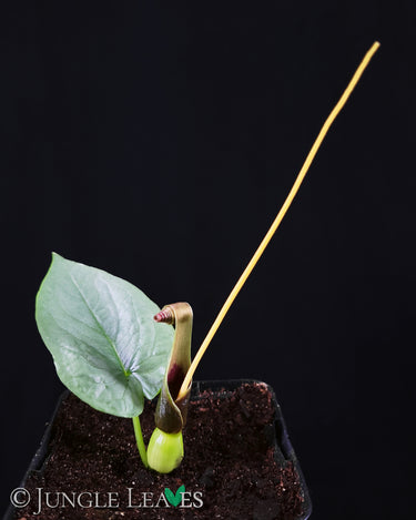 Typhonium circinnatum