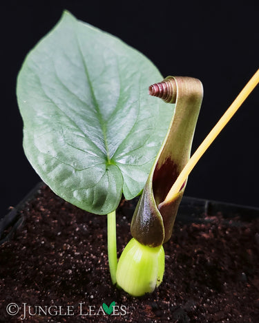Typhonium circinnatum