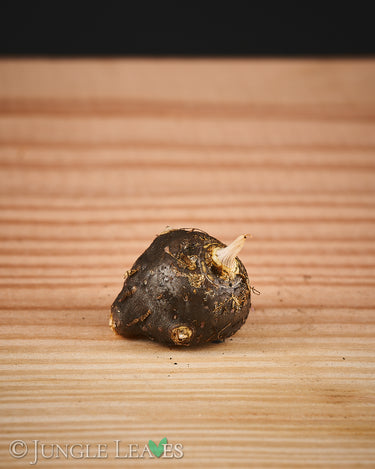 Typhonium circinnatum tuber2