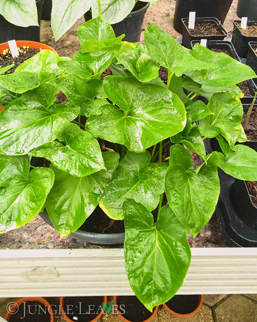 Typhonium roxburghii inflorescenceplant