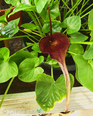 Typhonium roxburghii inflorescence1