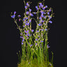 Utricularia babui