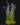 Utricularia babui