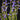 Utricularia babui