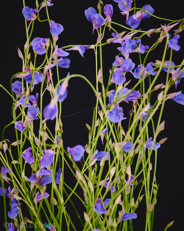 Utricularia babui