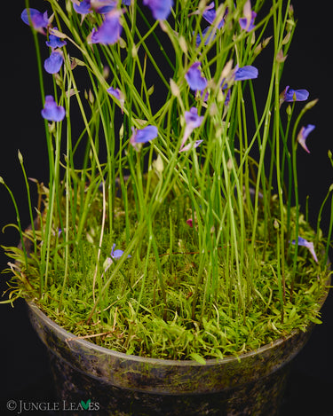 Utricularia babui
