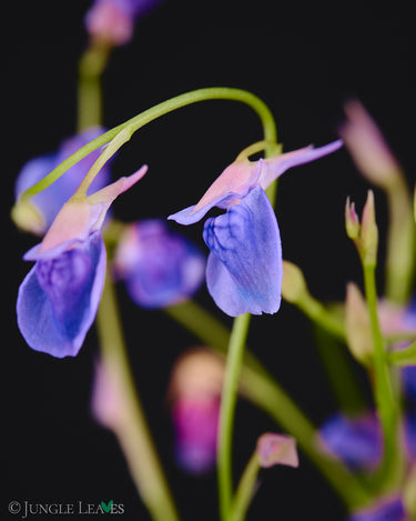 Utricularia babui